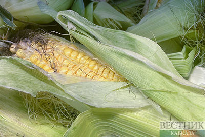 Кубань нарастила экспорт кукурузы вдвое